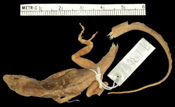 Media type: image;   Herpetology R-11867 Aspect: dorsal